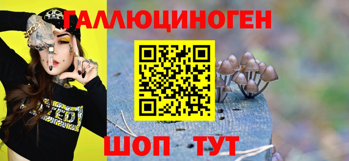 Псилоцибиновые грибы GOLDEN TEACHER Осинники